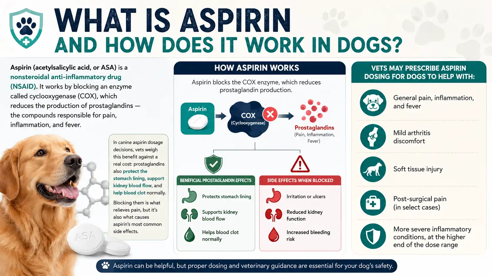 What Is Aspirin and How Does It Work in Dogs