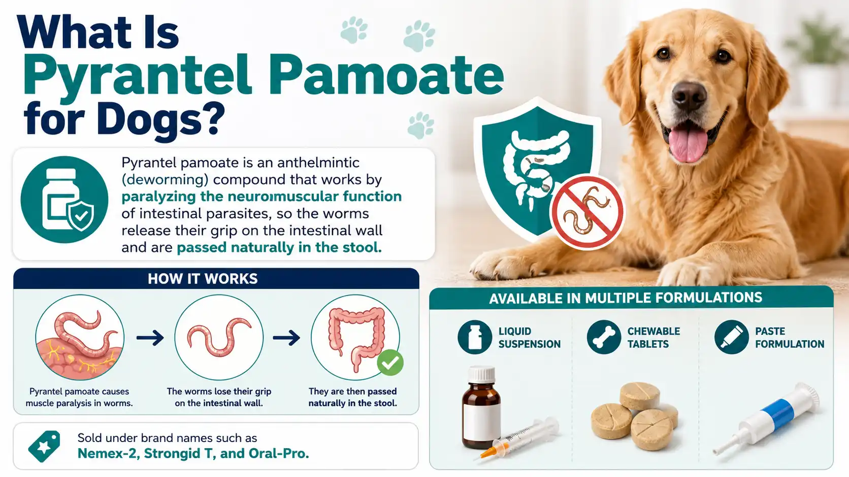 Pyrantel Pamoate Dosage for Dogs: Calculator & Chart 1 What Is Pyrantel Pamoate for Dogs