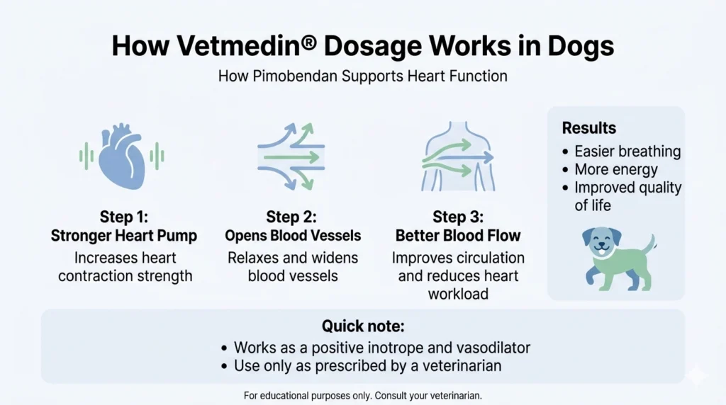 How Vetmedin® Dosage Works in Dogs
