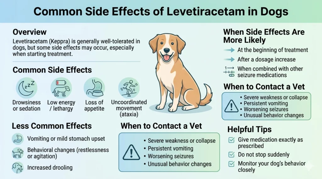 Common Side Effects of Levetiracetam in Dogs