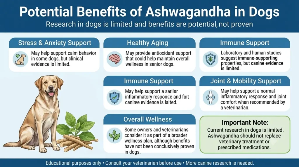 Benefits of Ashwagandha in Dogs