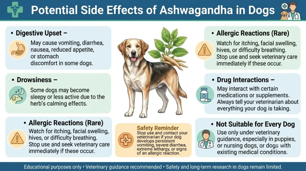Potential Side Effects of Ashwagandha in Dogs
