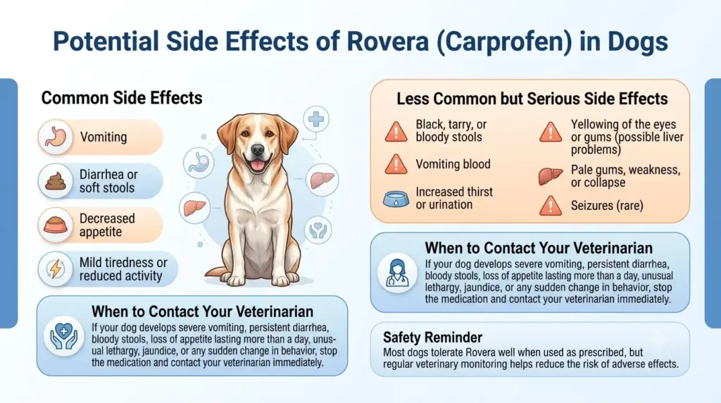 Potential Side Effects of Rovera (Carprofen) in Dogs