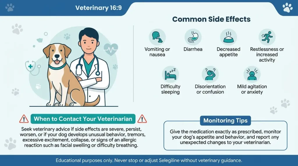 Selegiline Dosage For Dogs: Calculator, Chart & Safe Guide 2 What Are the Common Side Effects of Selegiline in Dogs