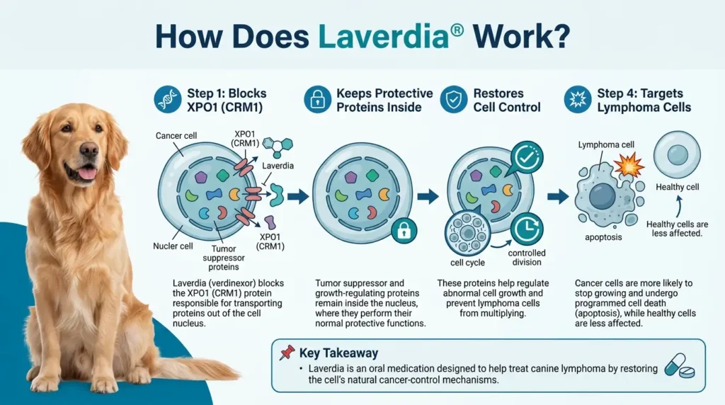 Laverdia Dosage For Dogs: Calculator, Chart & Safe Guide 2 How Does Laverdia Work