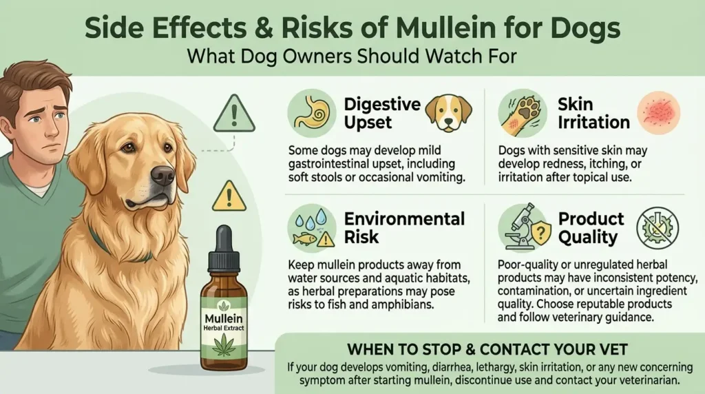 Side Effects and Risks of Mullein for Dogs