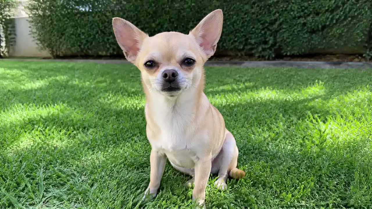 Chihuahua in a small yard