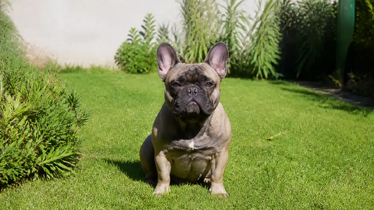 French Bulldog in a small yard