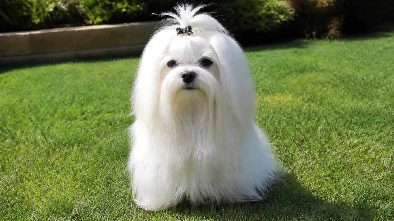 Maltese in a small yard