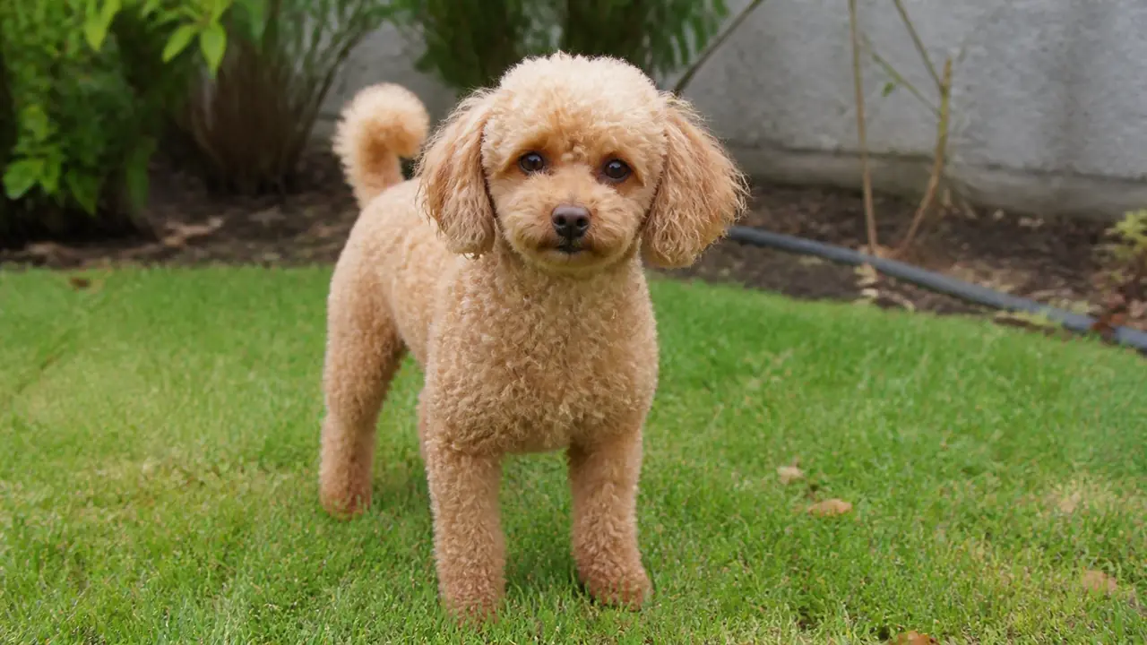 Miniature Poodle in a small yard